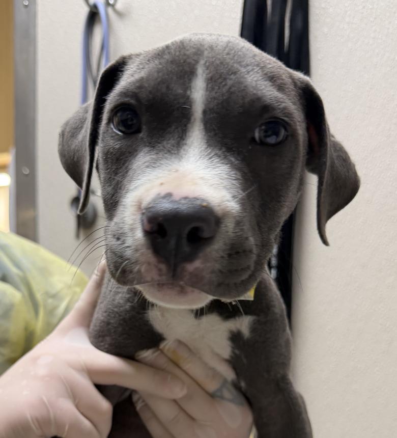 Ike, Adopted, Puppy Male Pit Bull Terrier.