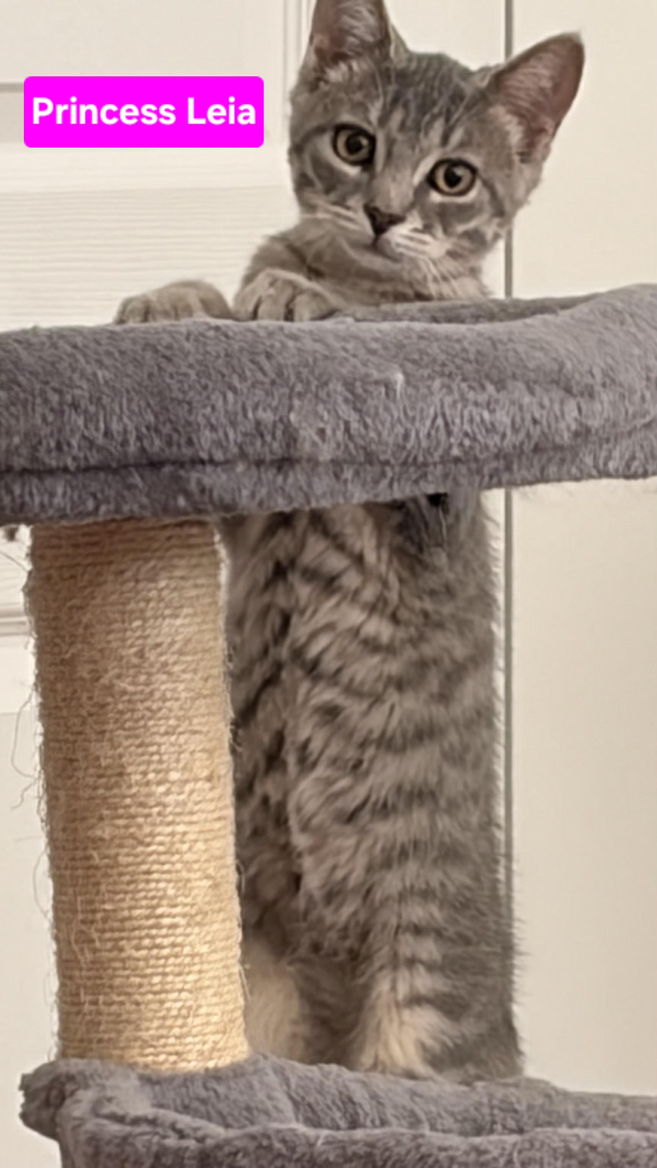 Enlarge Princess Leia (Chewbacca & Han Solo), an adopted Dilute Tortoiseshell in Brighton, MI image 1/1