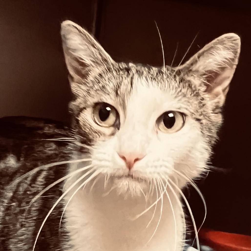 Aspen, Adoptable, Adult Female Domestic Short Hair & Domestic Short Hair.