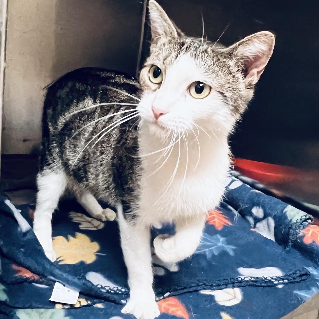 Enlarge Aspen, a Adoptable mixed breed in Caryville, TN image 2/6