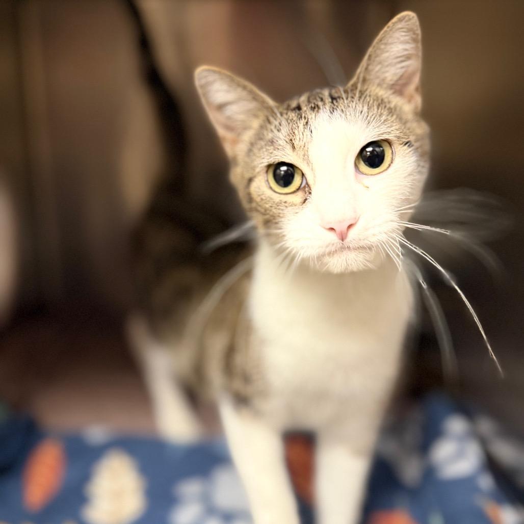 Enlarge Aspen, a Adoptable mixed breed in Caryville, TN image 3/6