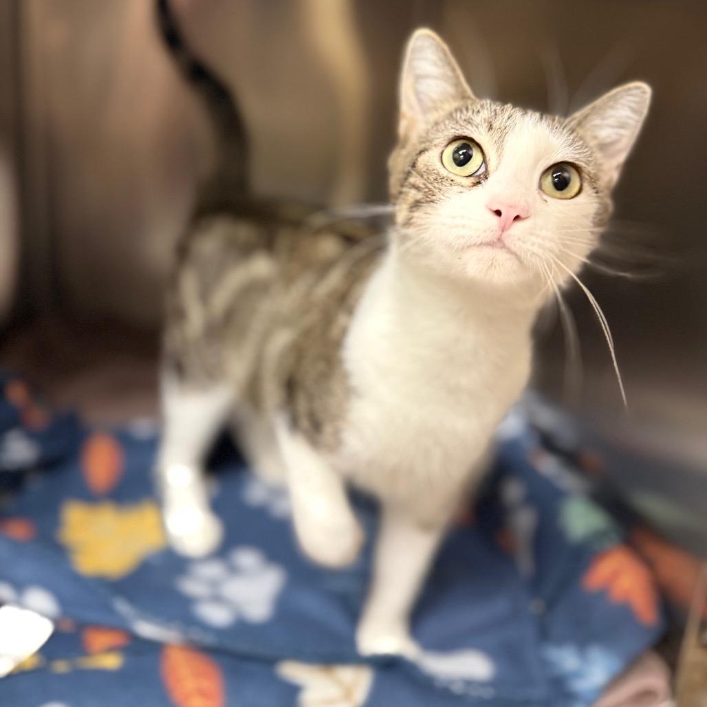 Enlarge Aspen, a Adoptable mixed breed in Caryville, TN image 4/6