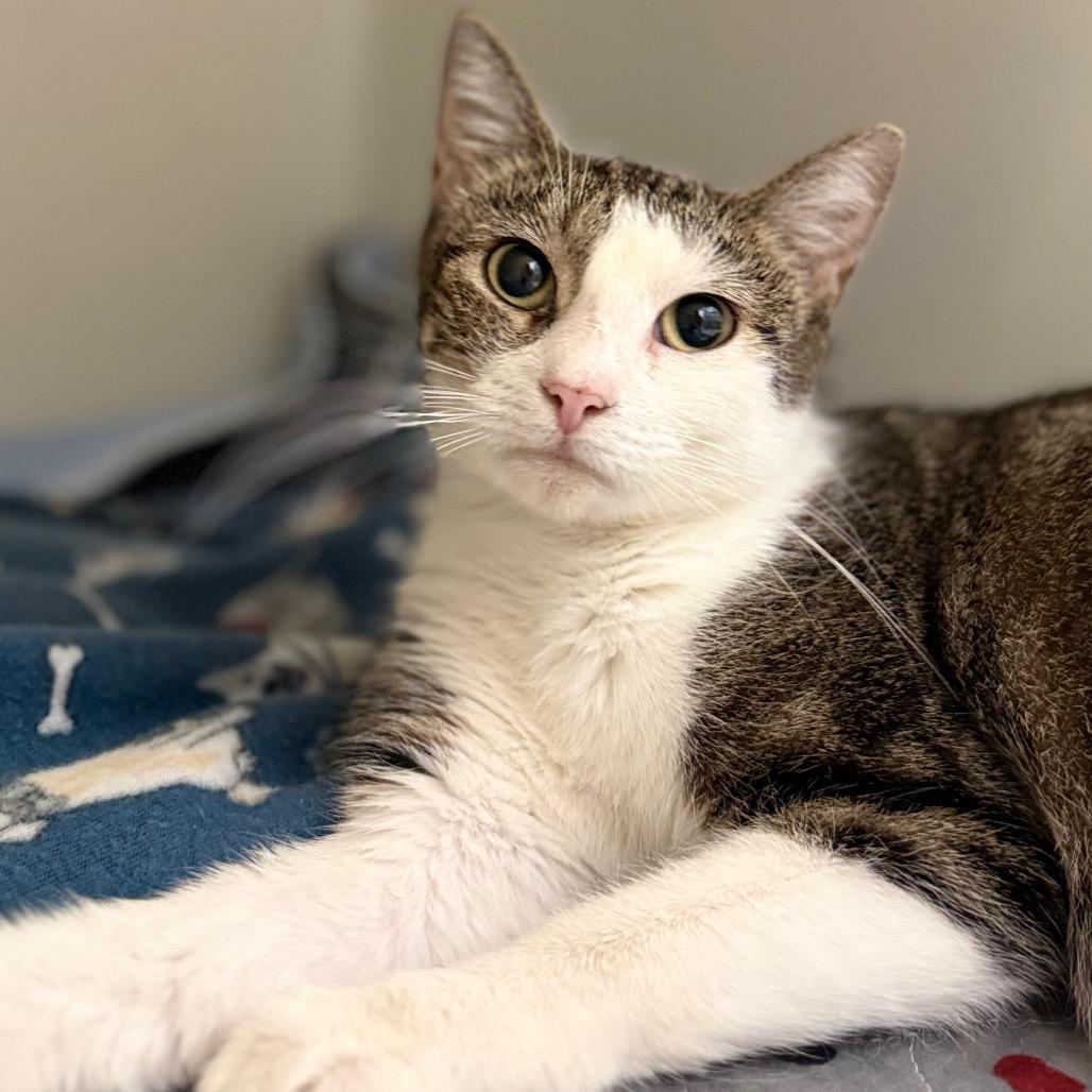 Aspen, Adoptable, Adult Female Domestic Short Hair & Domestic Short Hair.