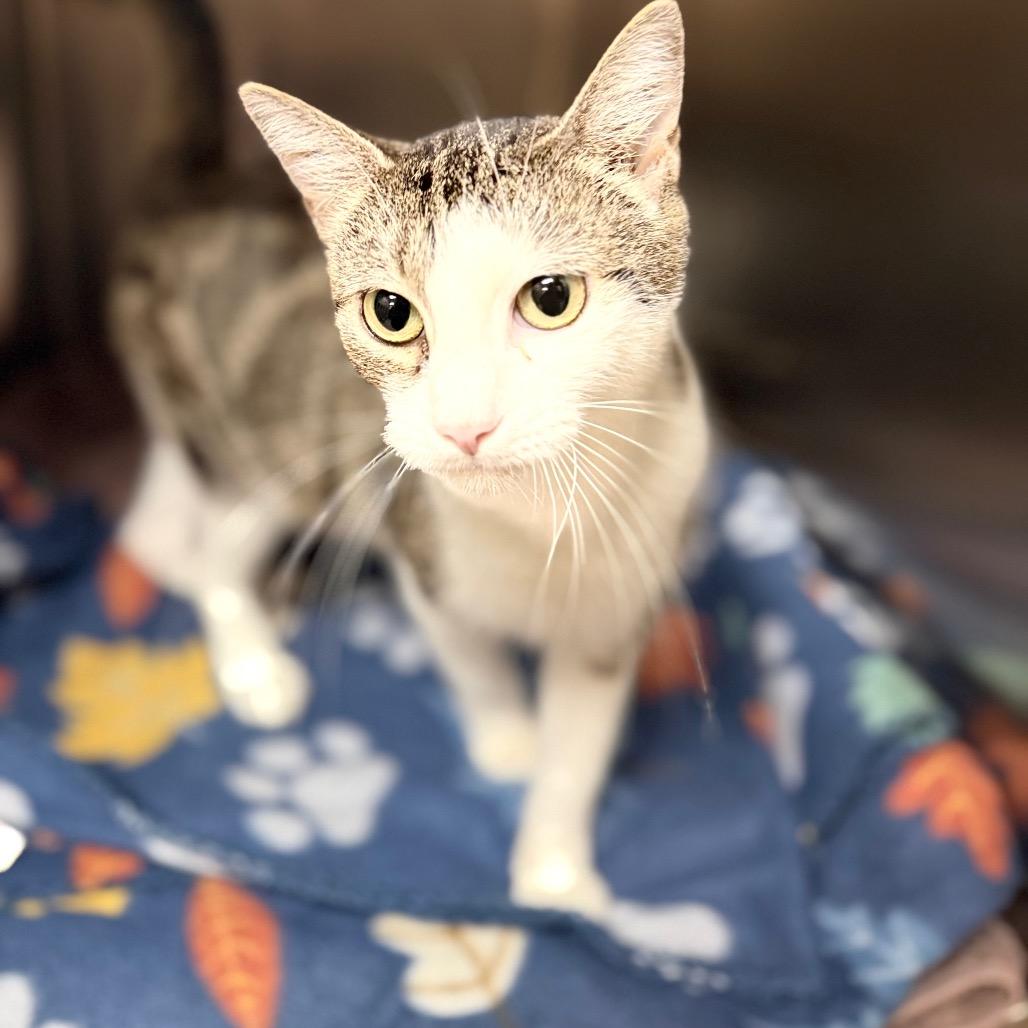 Enlarge Aspen, a Adoptable mixed breed in Caryville, TN image 6/6