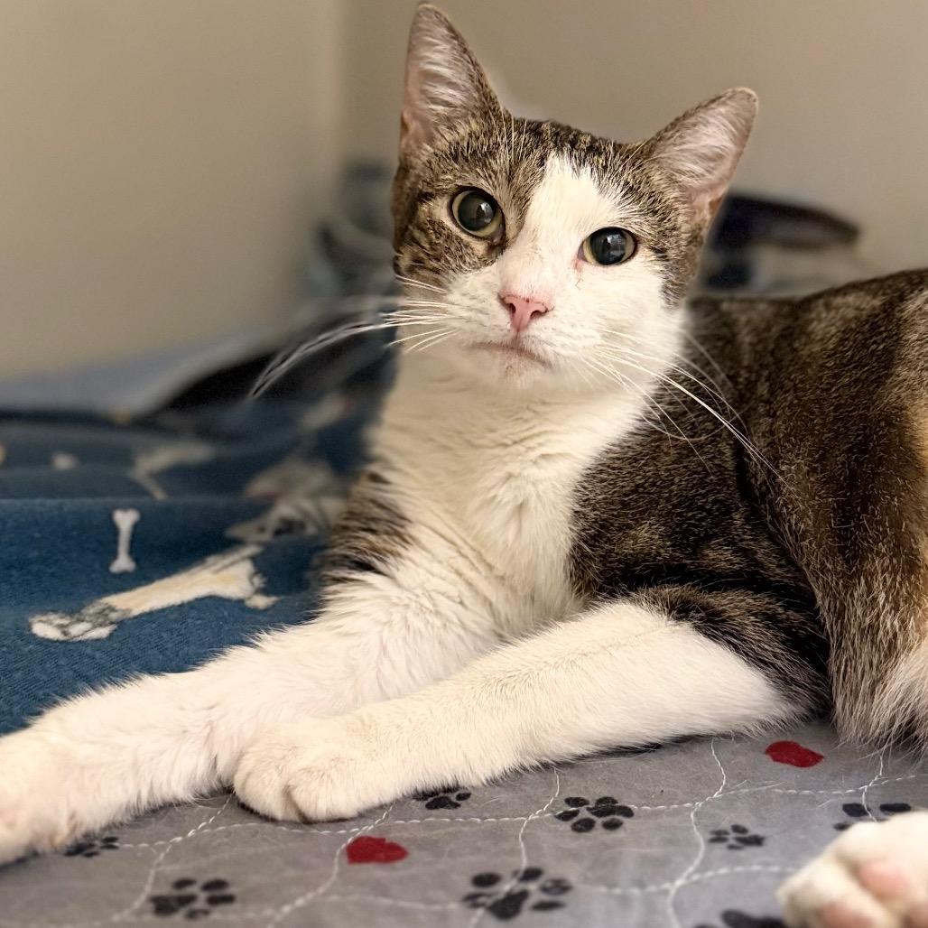 Enlarge Aspen, a Adoptable mixed breed in Caryville, TN image 4/4