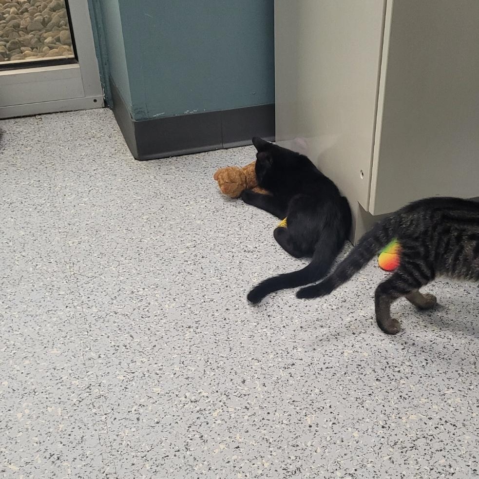 710 - Wilbur, an adopted Domestic Short Hair in Sunset Hills, MO image 3/3
