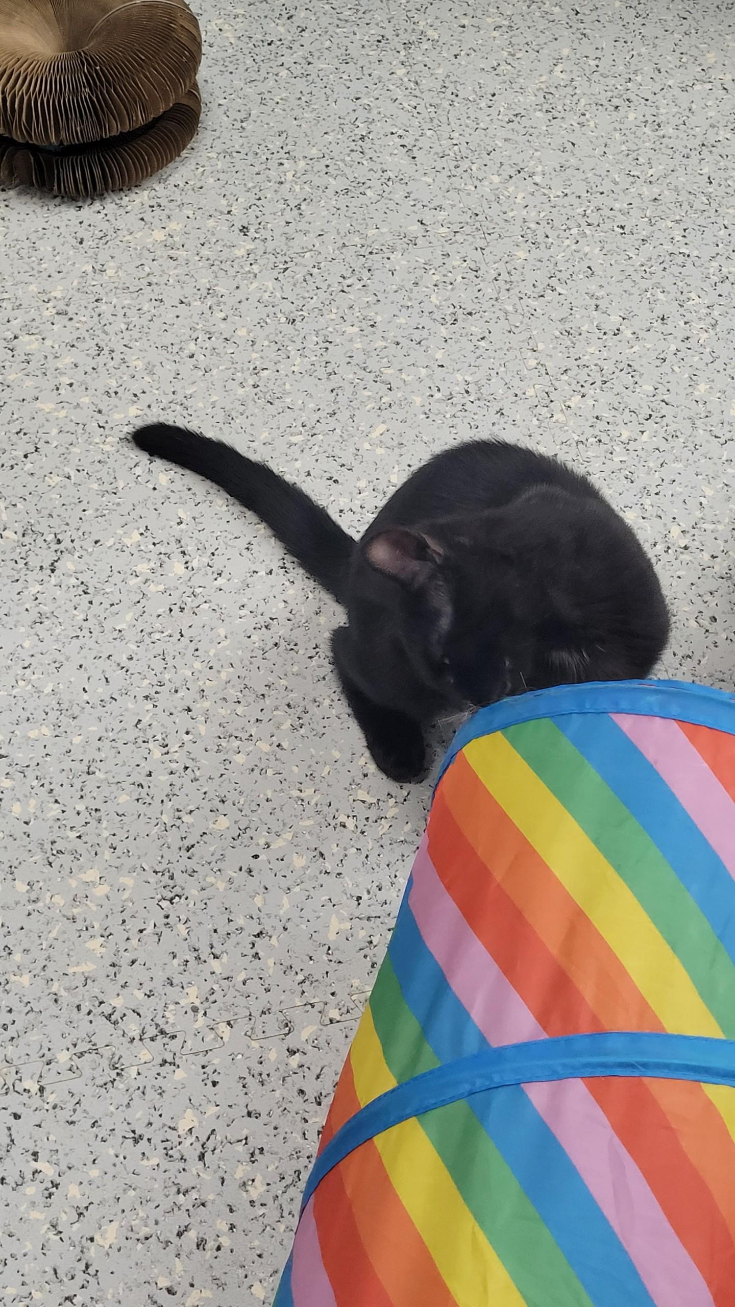 710 - Wilbur, an adopted Domestic Short Hair in Sunset Hills, MO image 2/3