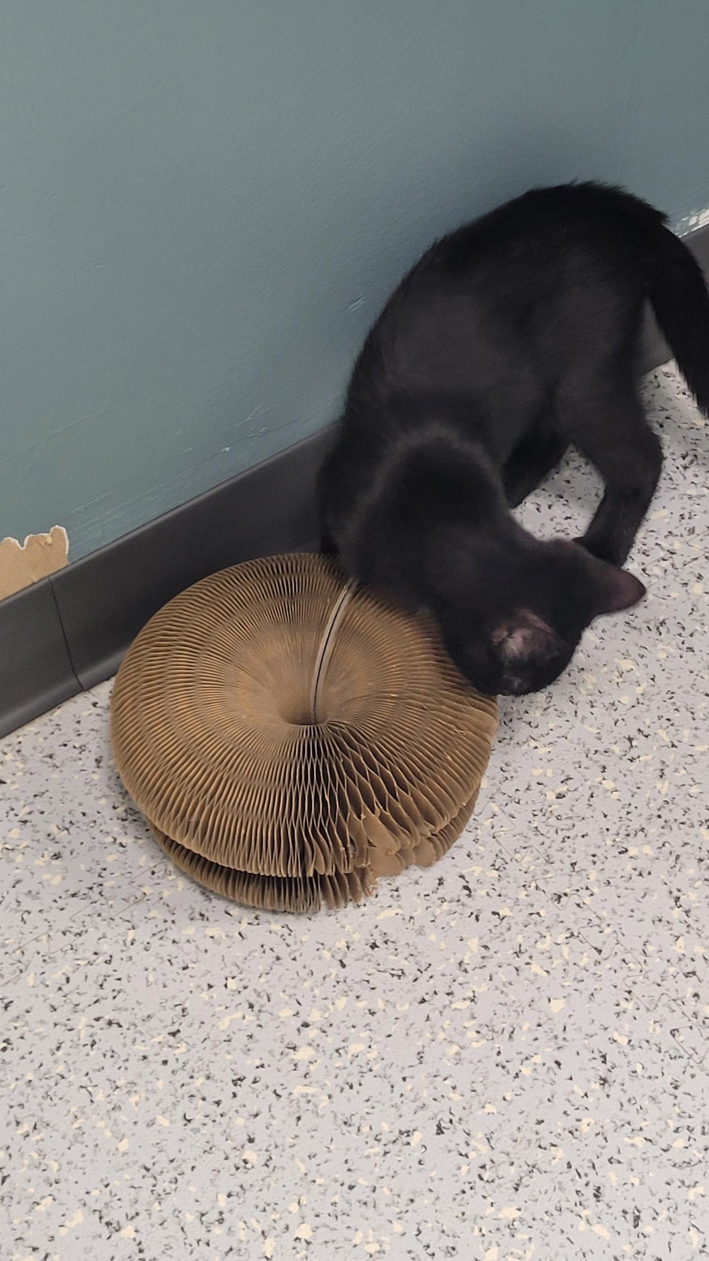710 - Wilbur, adopted, Young Male Domestic Short Hair.