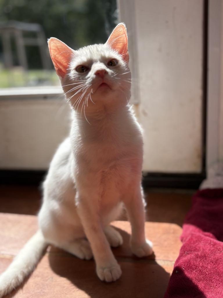 Frosty, Adoptable, Young Male Domestic Short Hair.