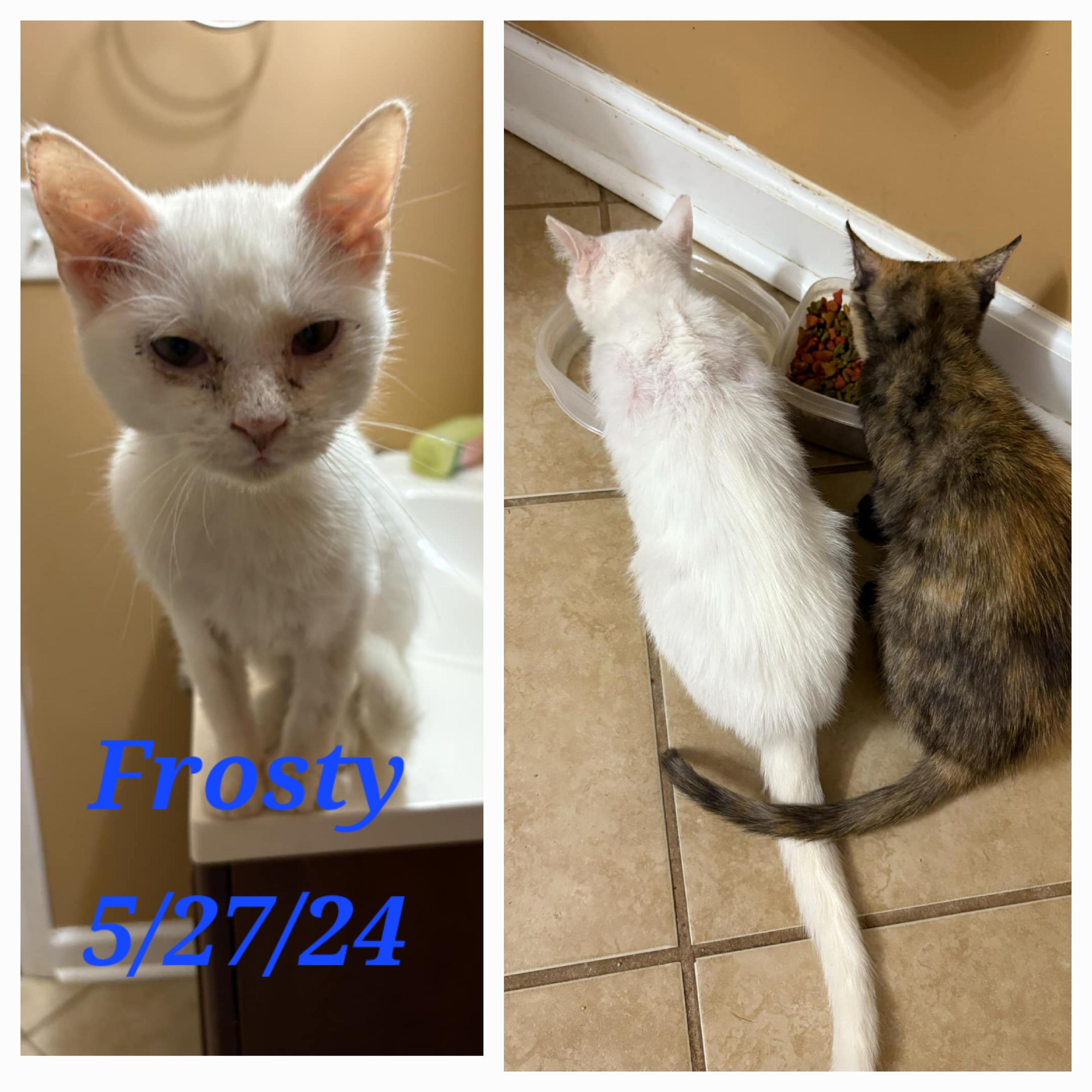 Frosty, a Adoptable Domestic Short Hair in Morganton, NC image 3/3