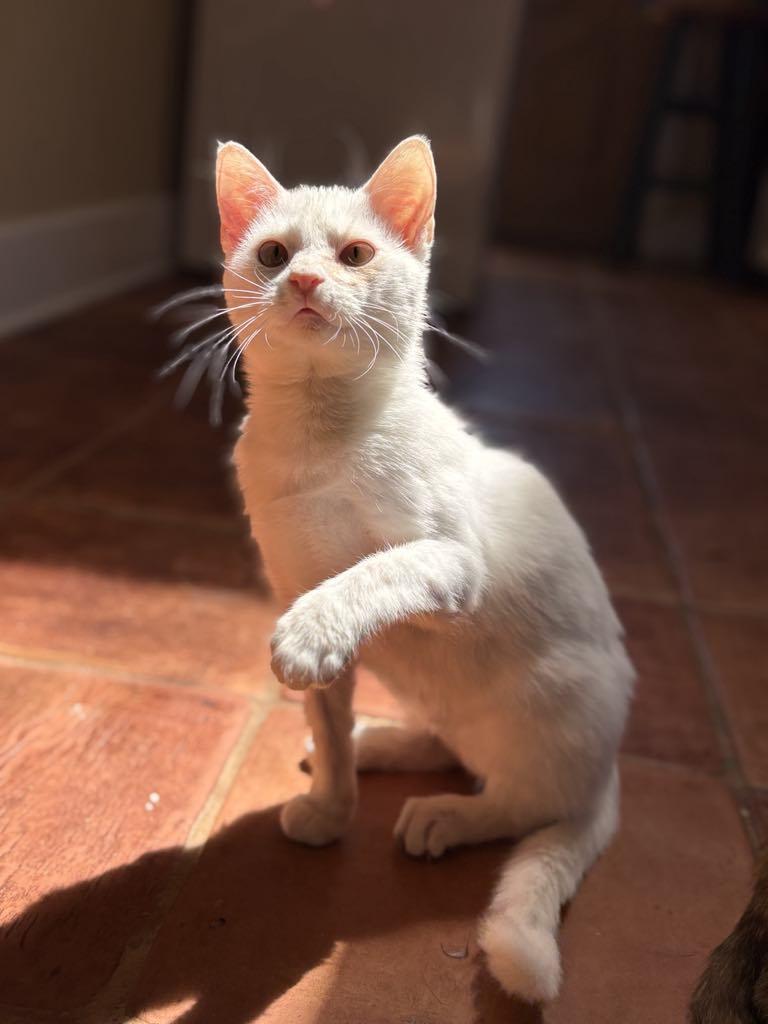 Frosty, a Adoptable Domestic Short Hair in Morganton, NC image 1/3