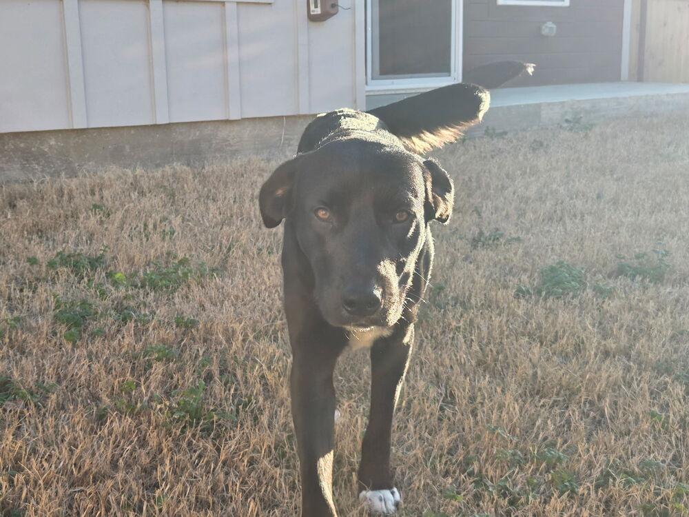 Capuano / Lightning, Adoptable, Adult Male Labrador Retriever & Mixed Breed.