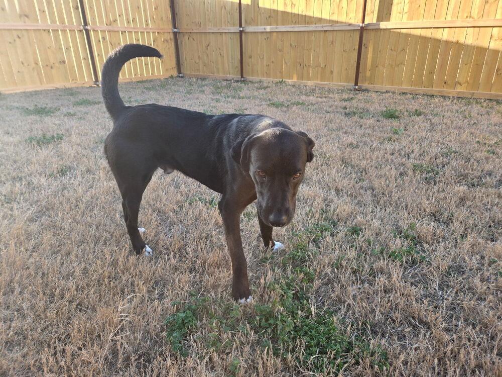 Enlarge Capuano / Lightning, a Adoptable mixed breed in Broomfield, CO image 2/6
