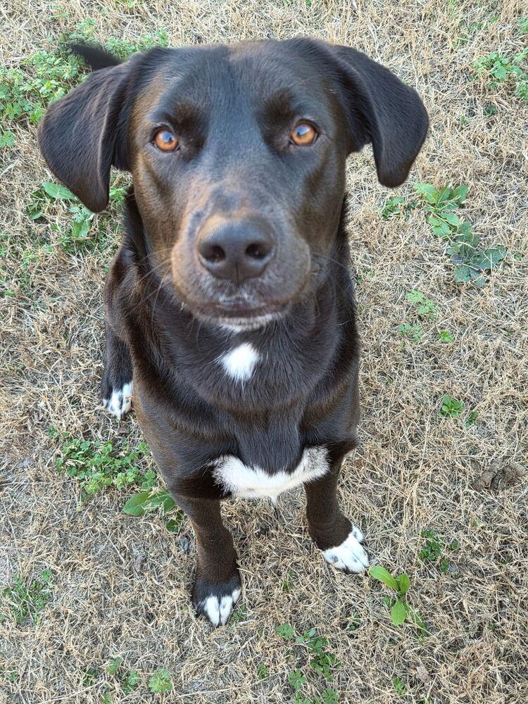 Enlarge Capuano / Lightning, a Adoptable mixed breed in Broomfield, CO image 4/6