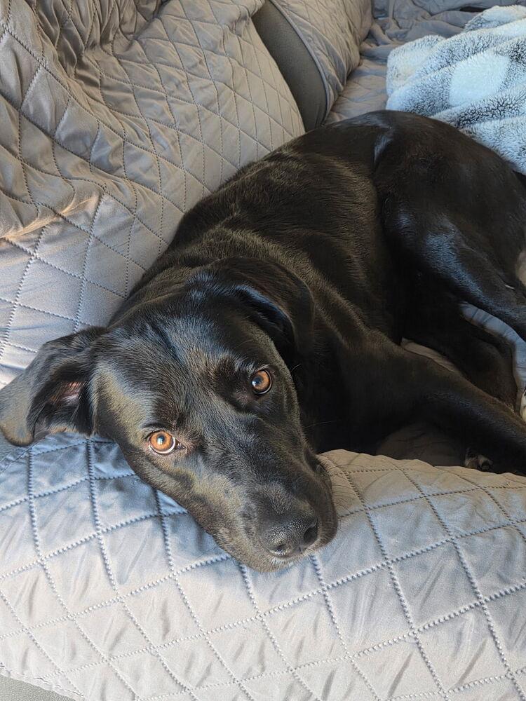 Enlarge Capuano / Lightning, a Adoptable mixed breed in Broomfield, CO image 6/6