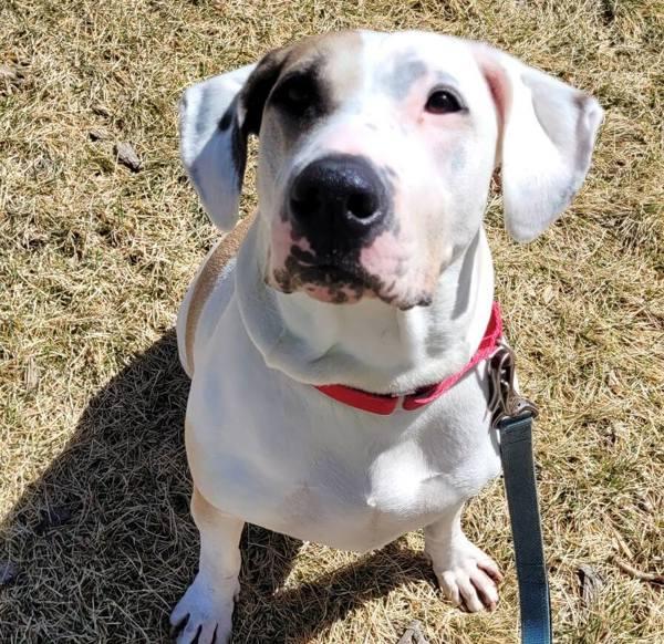 Pinky, Adoptable, Adult Female American Bulldog & Coonhound.