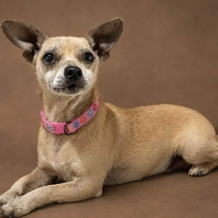 Enlarge MIMI, a Adopted mixed breed in Graham, WA image 1/1