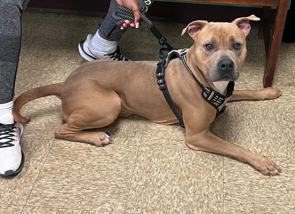 Comet, Adoptable, Young Male American Bulldog & Pit Bull Terrier.