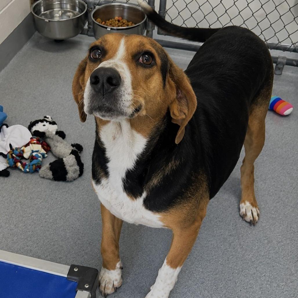 Precious, Adoptable, Adult Female Treeing Walker Coonhound.