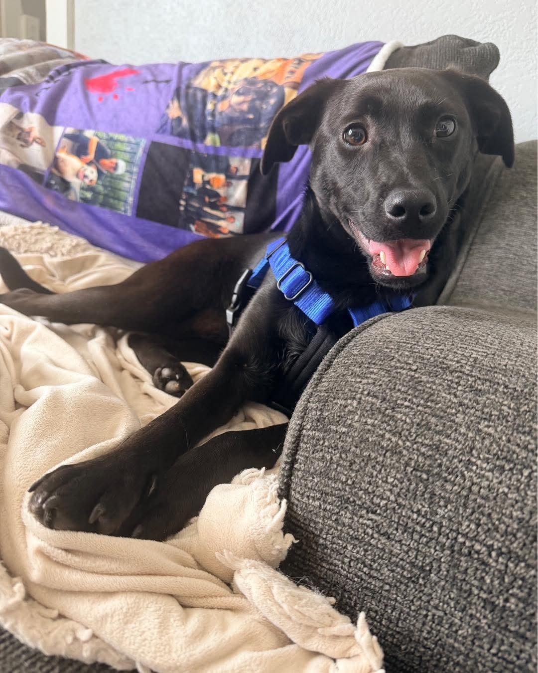 Freya, ADOPTABLE, Puppy Female Labrador Retriever & Terrier.