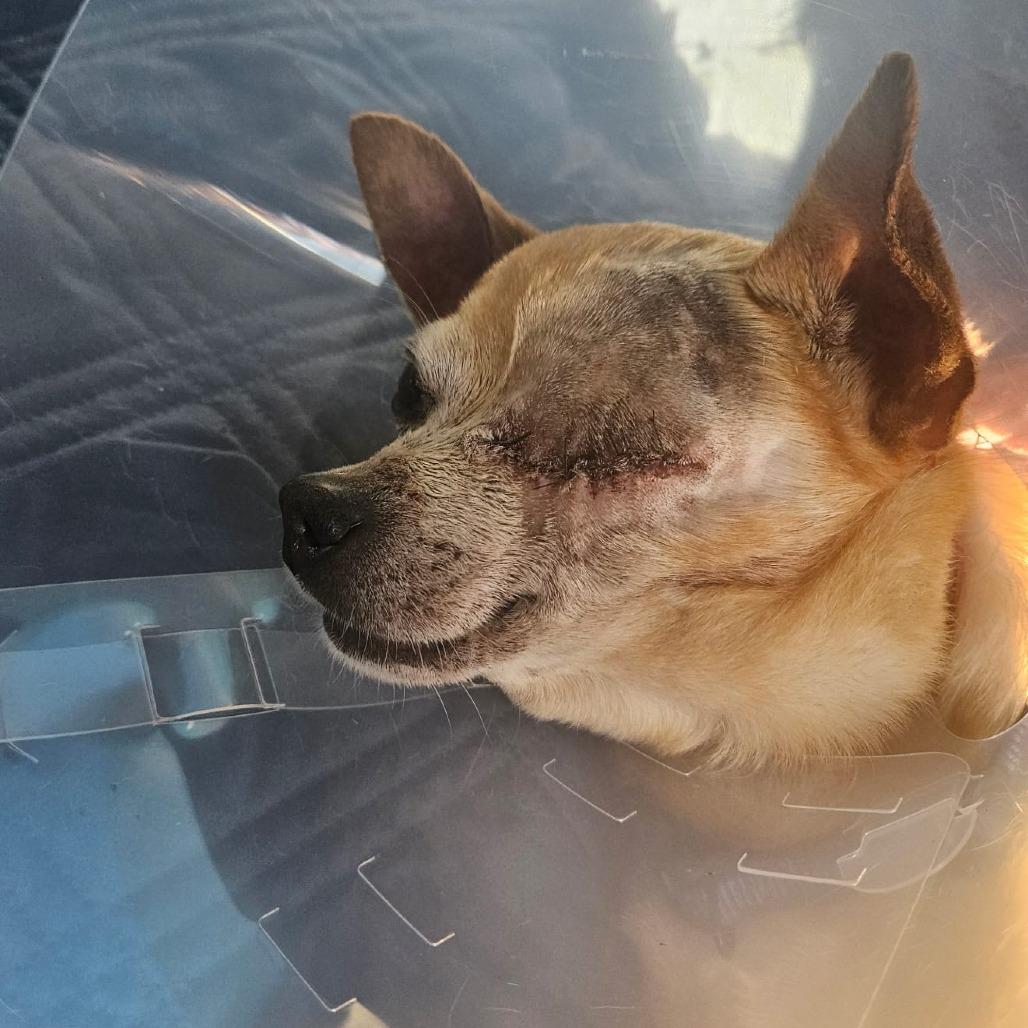 Enlarge Otto, a Adoptable Chihuahua in Chandler, AZ image 2/6