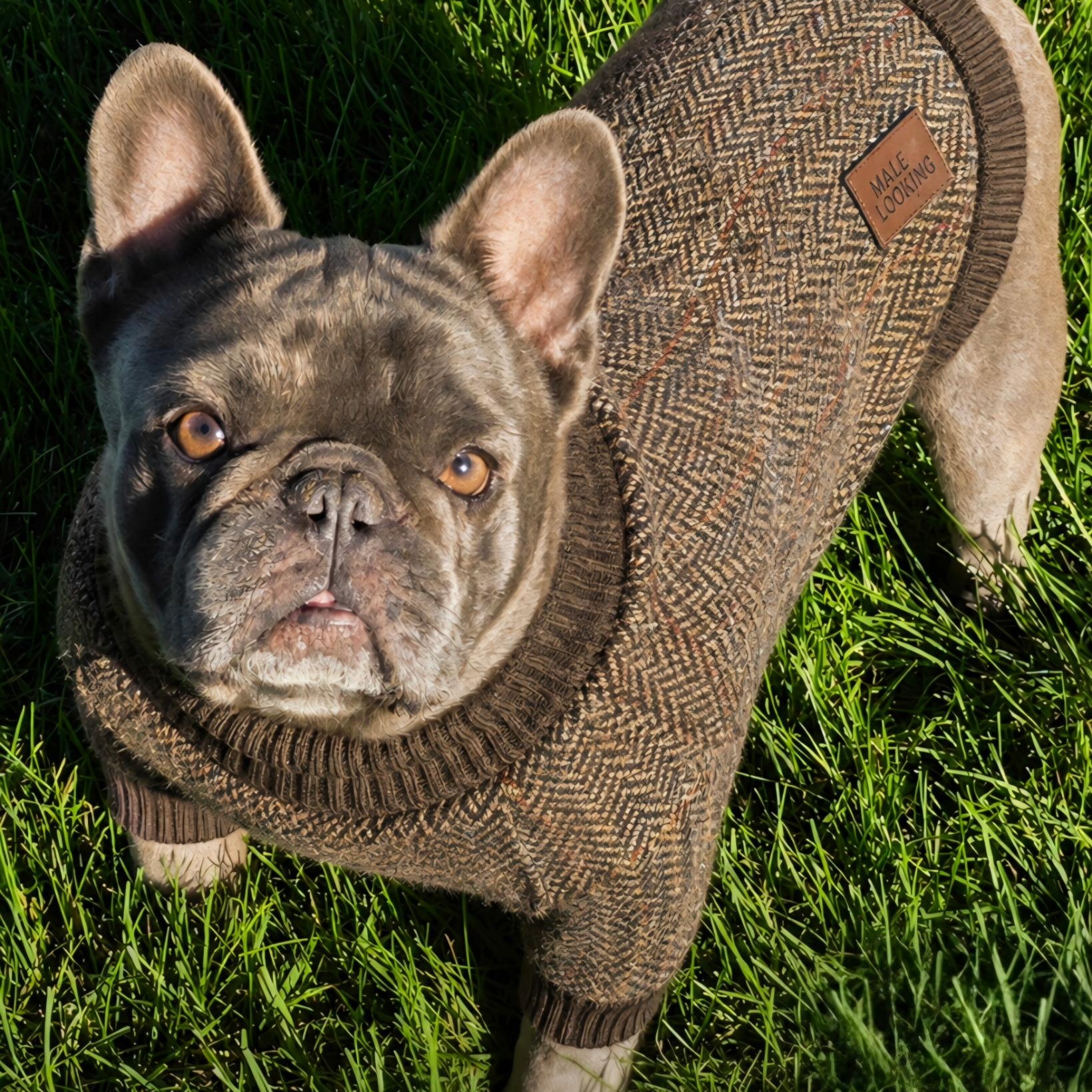 Enlarge Oscar - Home visit in process, a Adopted French Bulldog in Hartland, WI image 4/6