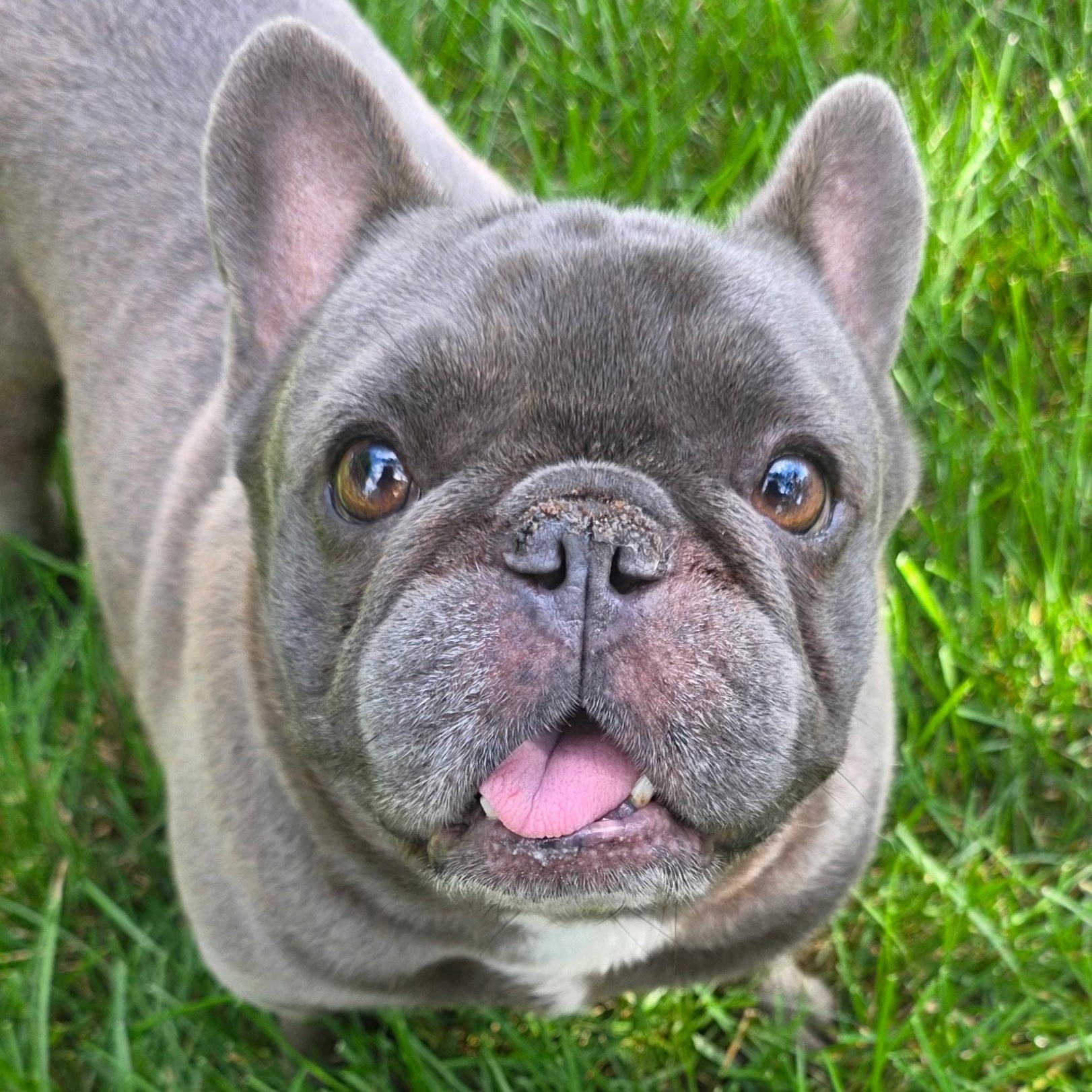 Enlarge Oscar - Home visit in process, a Adopted French Bulldog in Hartland, WI image 1/6