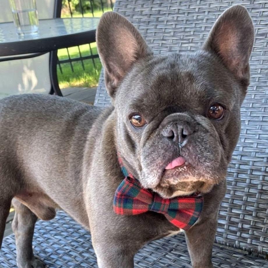 Enlarge Oscar - Home visit in process, a Adopted French Bulldog in Hartland, WI image 2/6
