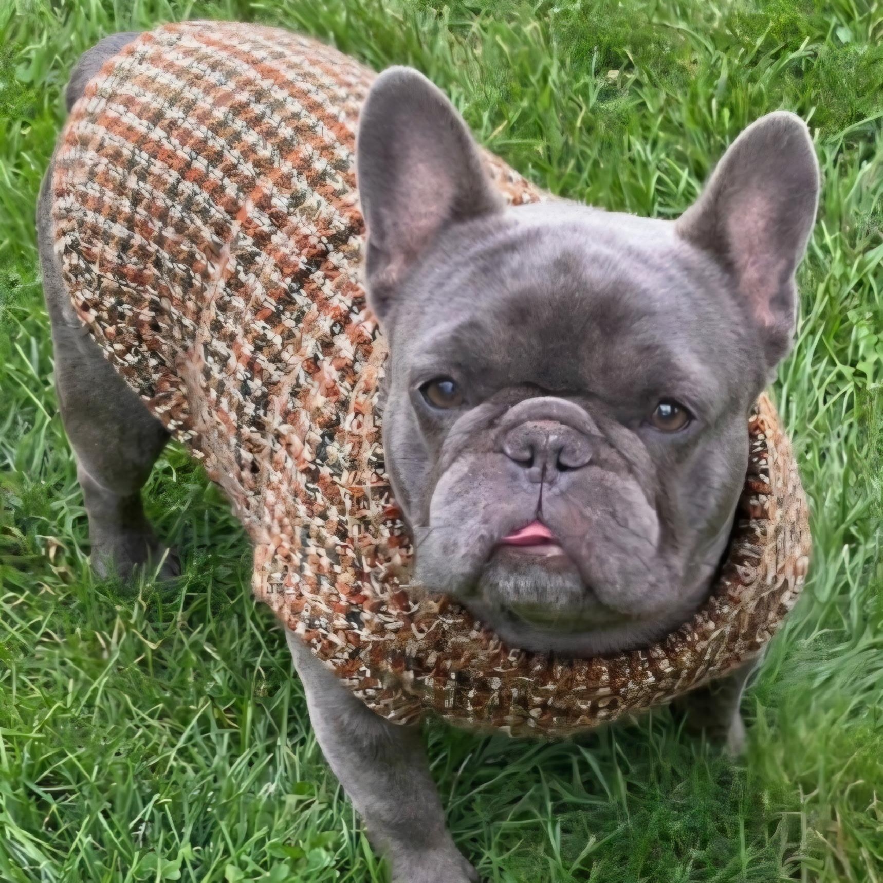 Enlarge Oscar - Home visit in process, a Adopted French Bulldog in Hartland, WI image 3/6
