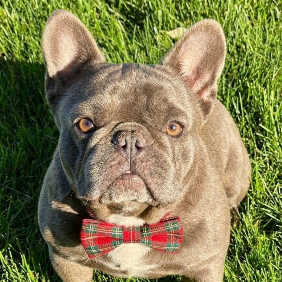 Enlarge Oscar - Home visit in process, a Adopted French Bulldog in Hartland, WI image 5/6