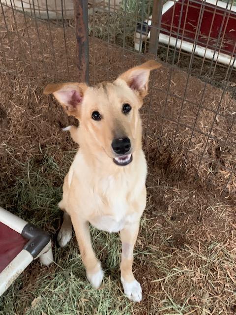 Teddy, a Adoptable mixed breed in Fair Oaks Ranch, TX image 1/5