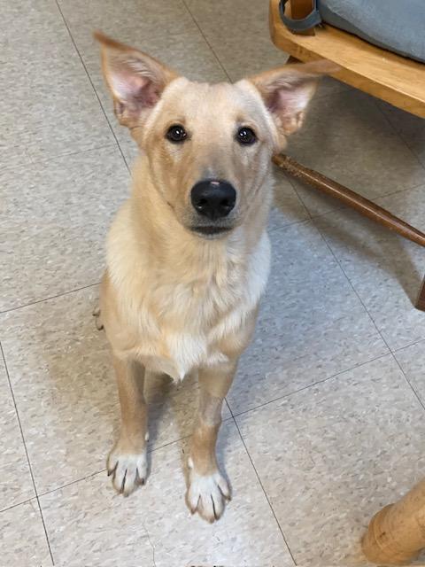 Teddy, a Adoptable mixed breed in Fair Oaks Ranch, TX image 2/5