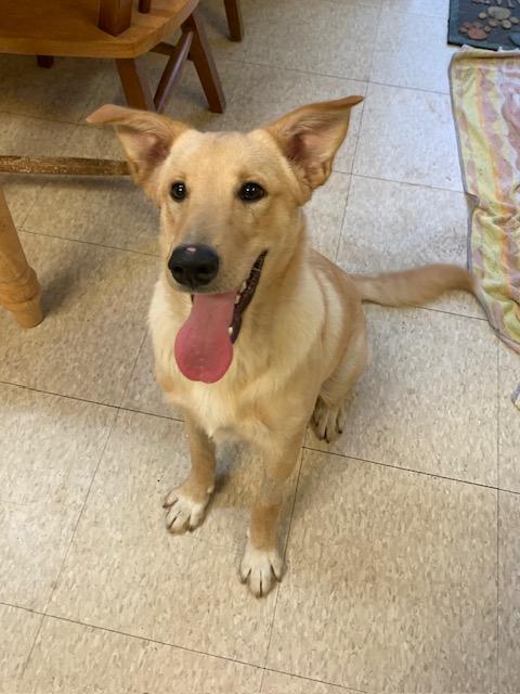 Teddy, a Adoptable mixed breed in Fair Oaks Ranch, TX image 3/5