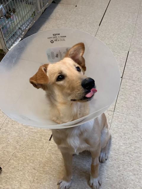 Teddy, a Adoptable mixed breed in Fair Oaks Ranch, TX image 4/5