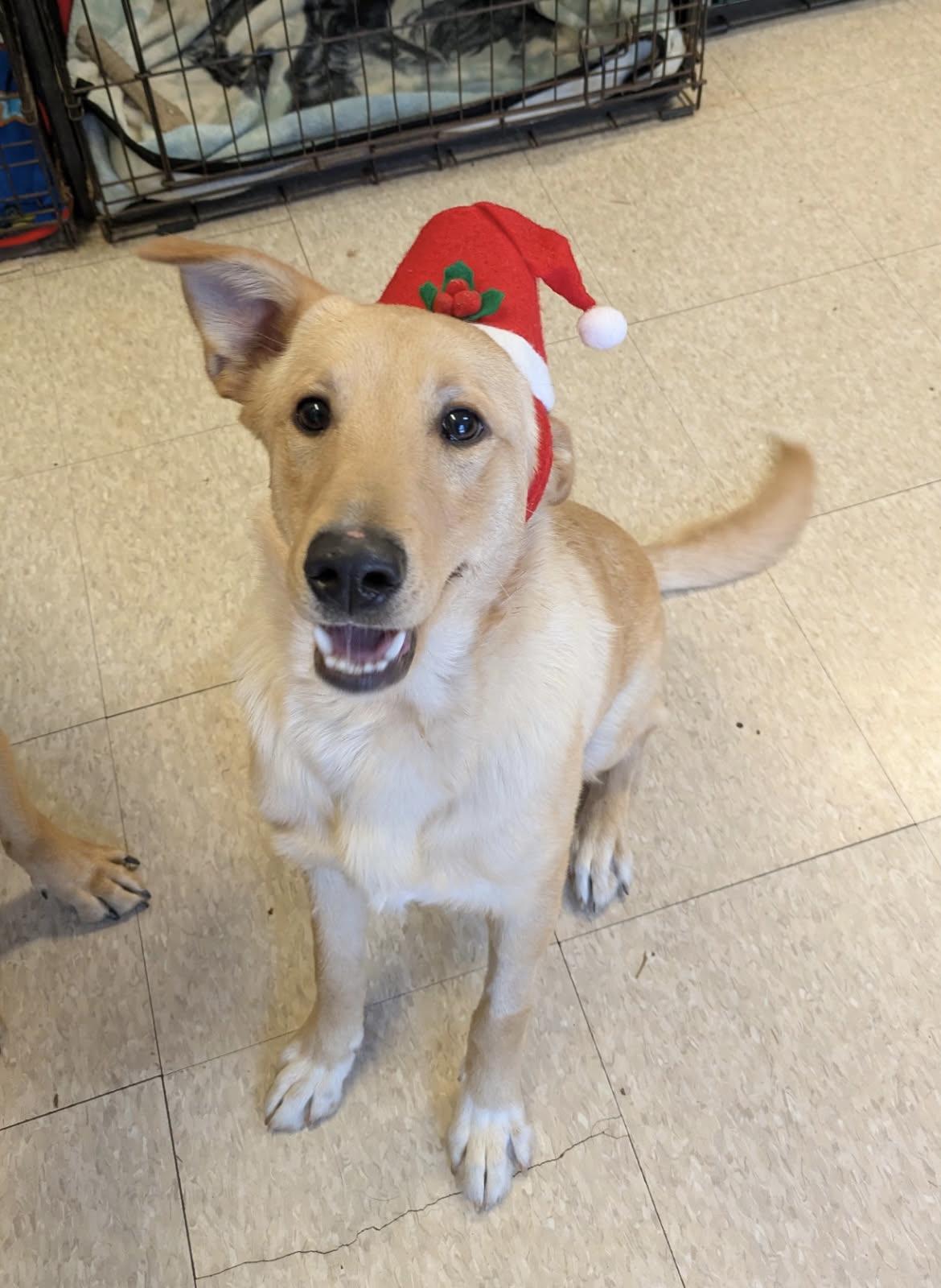 Teddy, a Adoptable mixed breed in Fair Oaks Ranch, TX image 4/5
