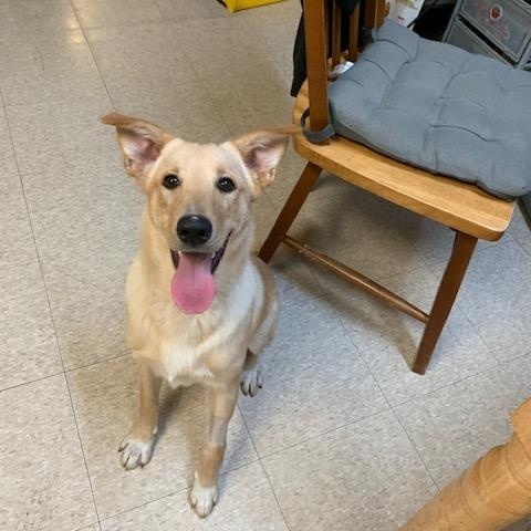 Teddy, a Adoptable mixed breed in Fair Oaks Ranch, TX image 5/5