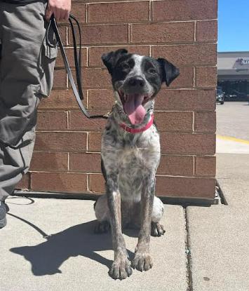 Denali, a ADOPTABLE mixed breed in Cicero, IL image 2/4