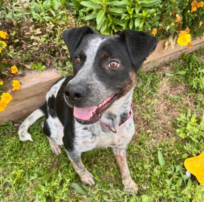 Denali, a ADOPTABLE mixed breed in Cicero, IL image 1/4