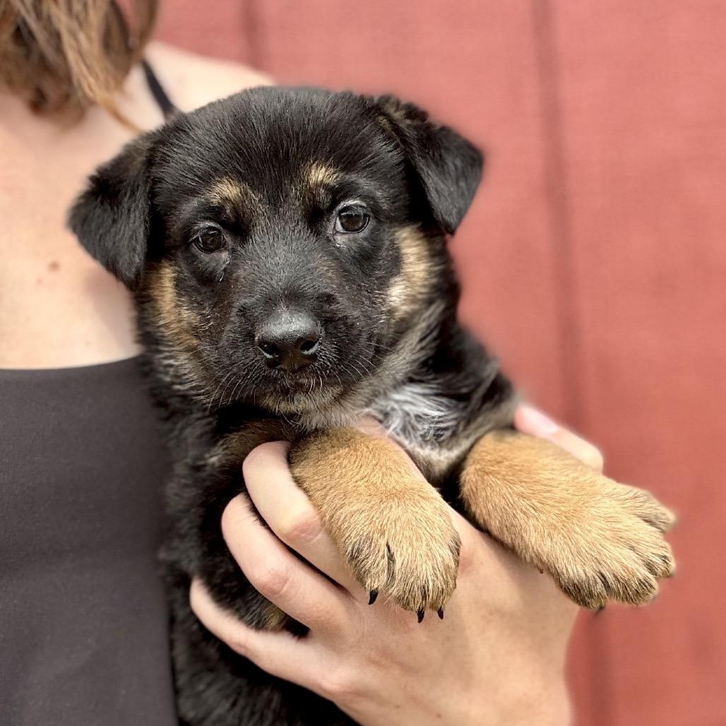 Puppies, Adoptable, Puppy Female Shepherd & Mixed Breed.