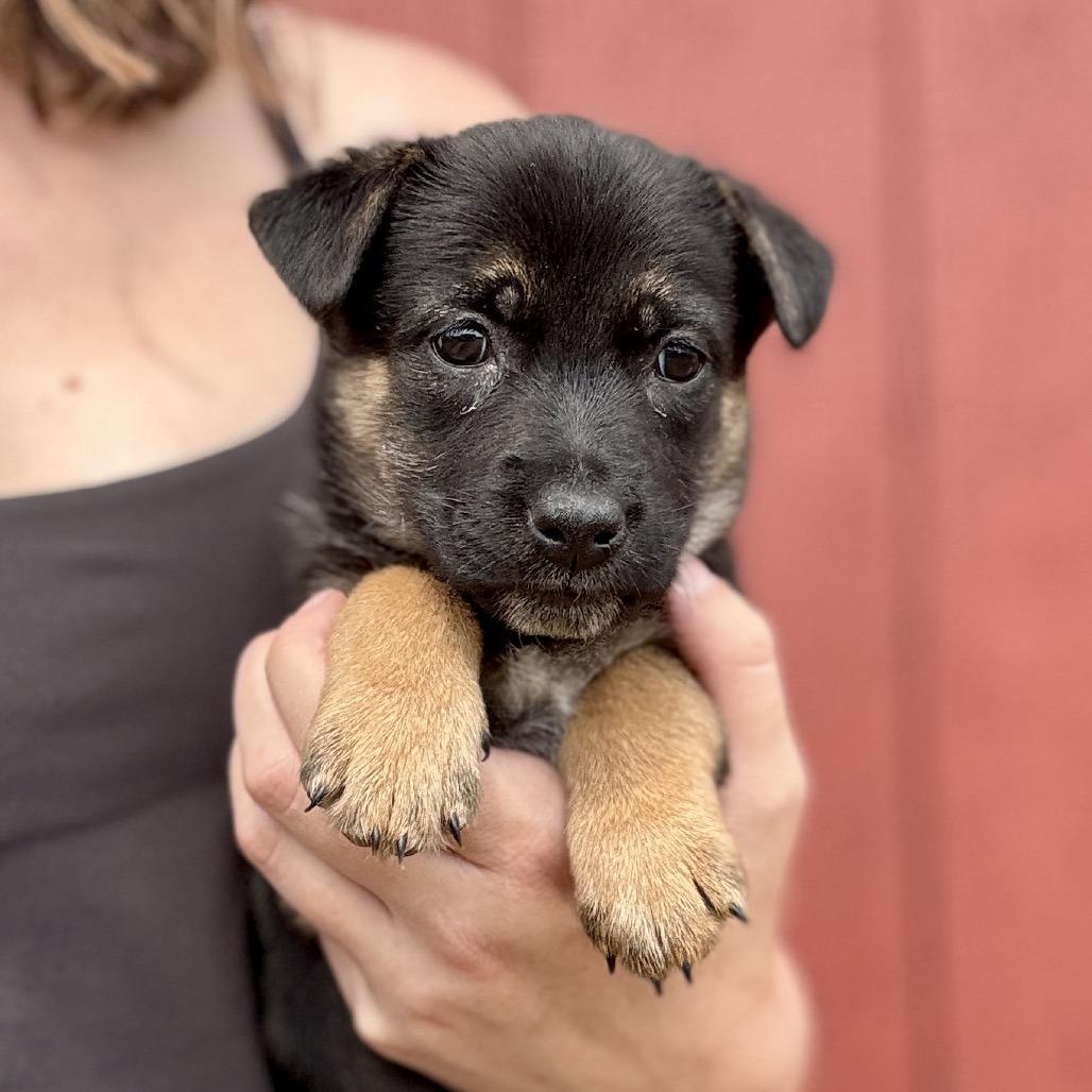 Puppies, a Adoptable mixed breed in Glenwood Springs, CO image 2/6