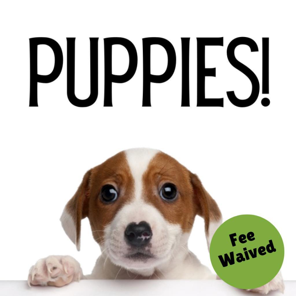 Puppies, a Adoptable mixed breed in Glenwood Springs, CO image 3/6
