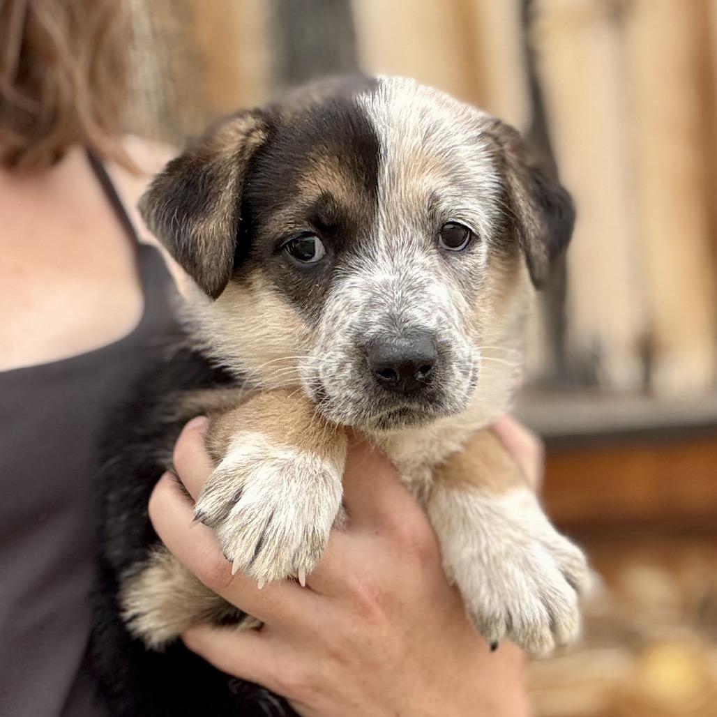 Puppies, a Adoptable mixed breed in Glenwood Springs, CO image 4/6