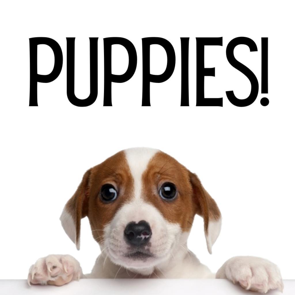 Puppies, a Adoptable mixed breed in Glenwood Springs, CO image 5/6