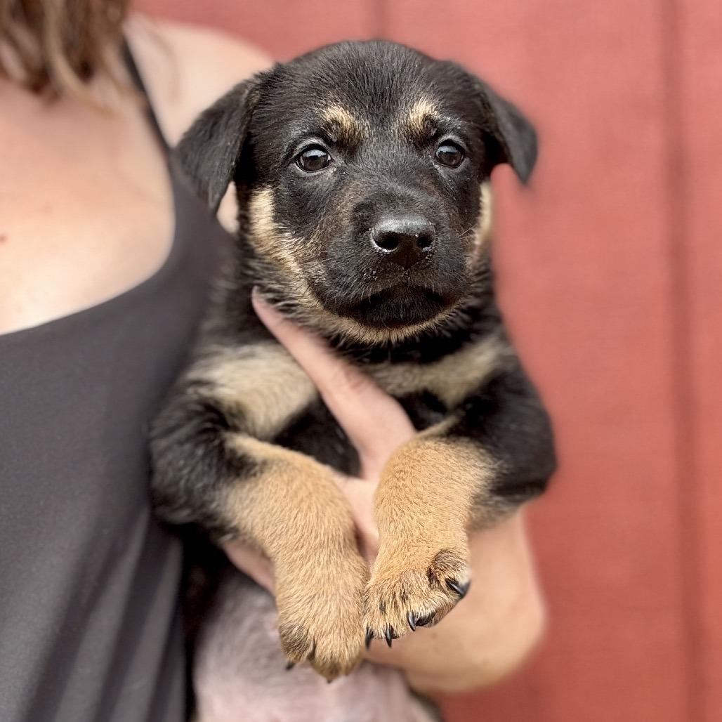 Puppies, a Adoptable mixed breed in Glenwood Springs, CO image 6/6