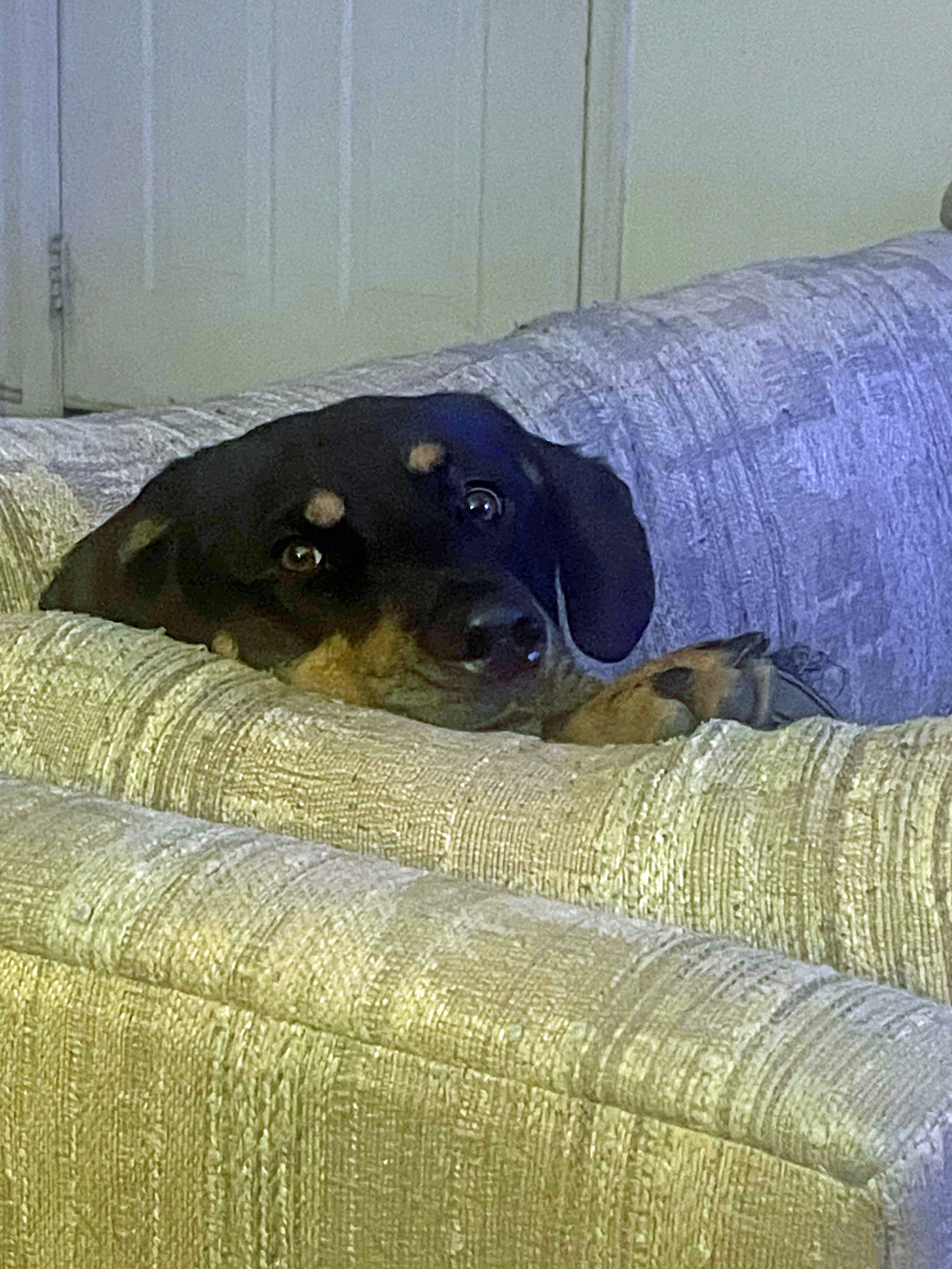 Enlarge Butch, a Adoptable mixed breed in Germantown, MD image 2/6