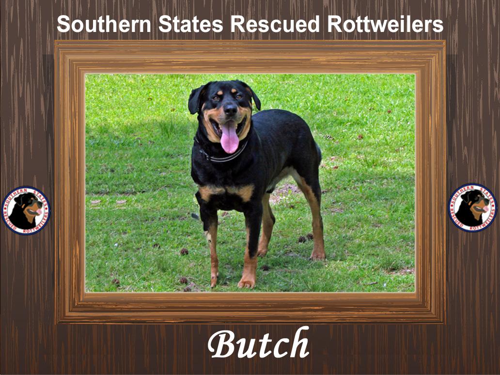 Enlarge Butch, a Adoptable mixed breed in Germantown, MD image 1/6