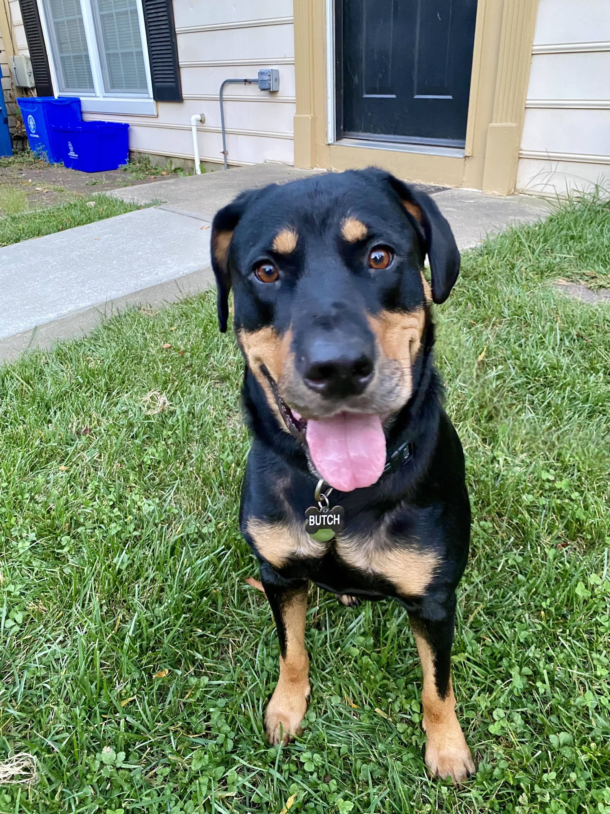 Enlarge Butch, a Adoptable mixed breed in Germantown, MD image 3/6