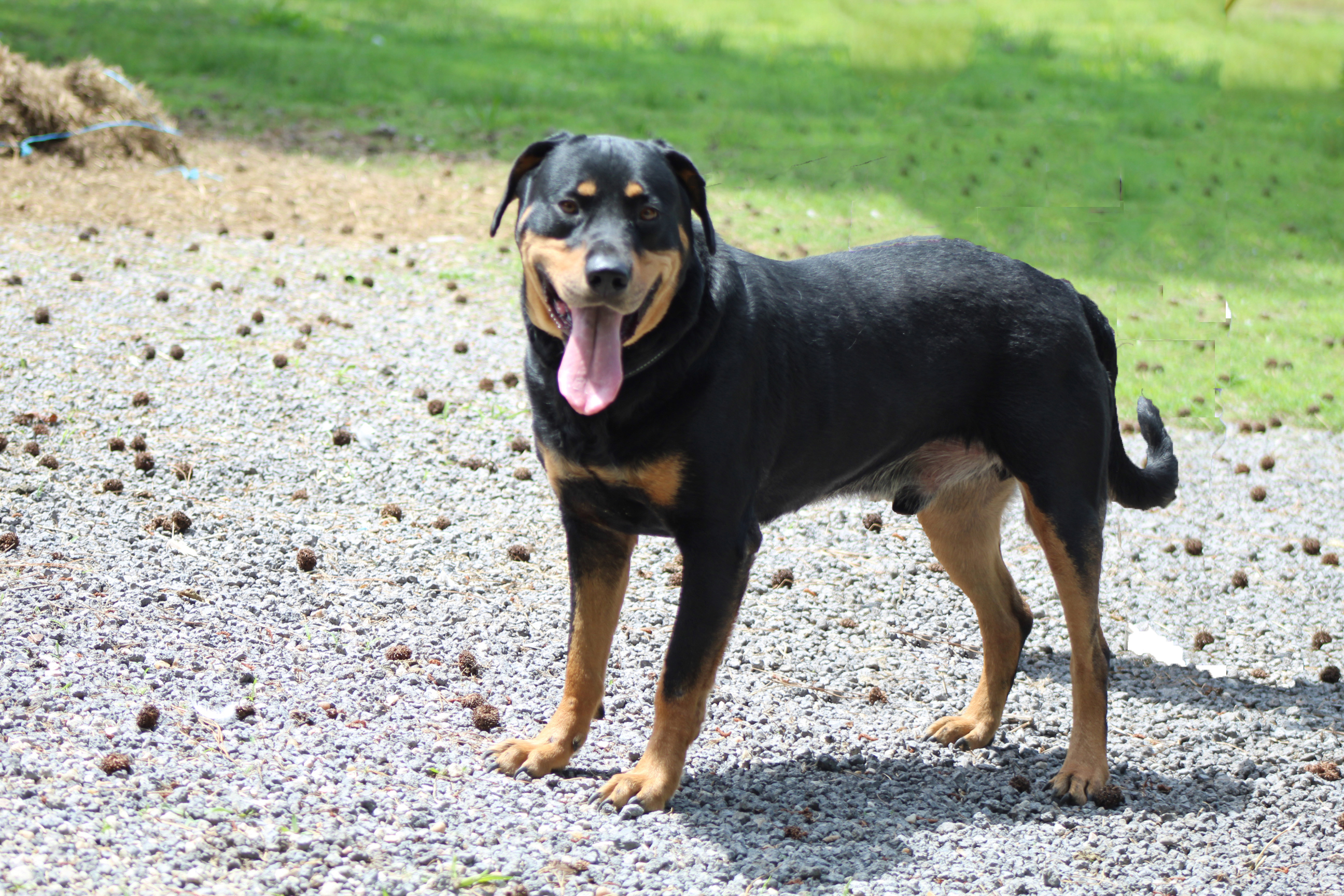 Enlarge Butch, a Adoptable mixed breed in Germantown, MD image 4/6