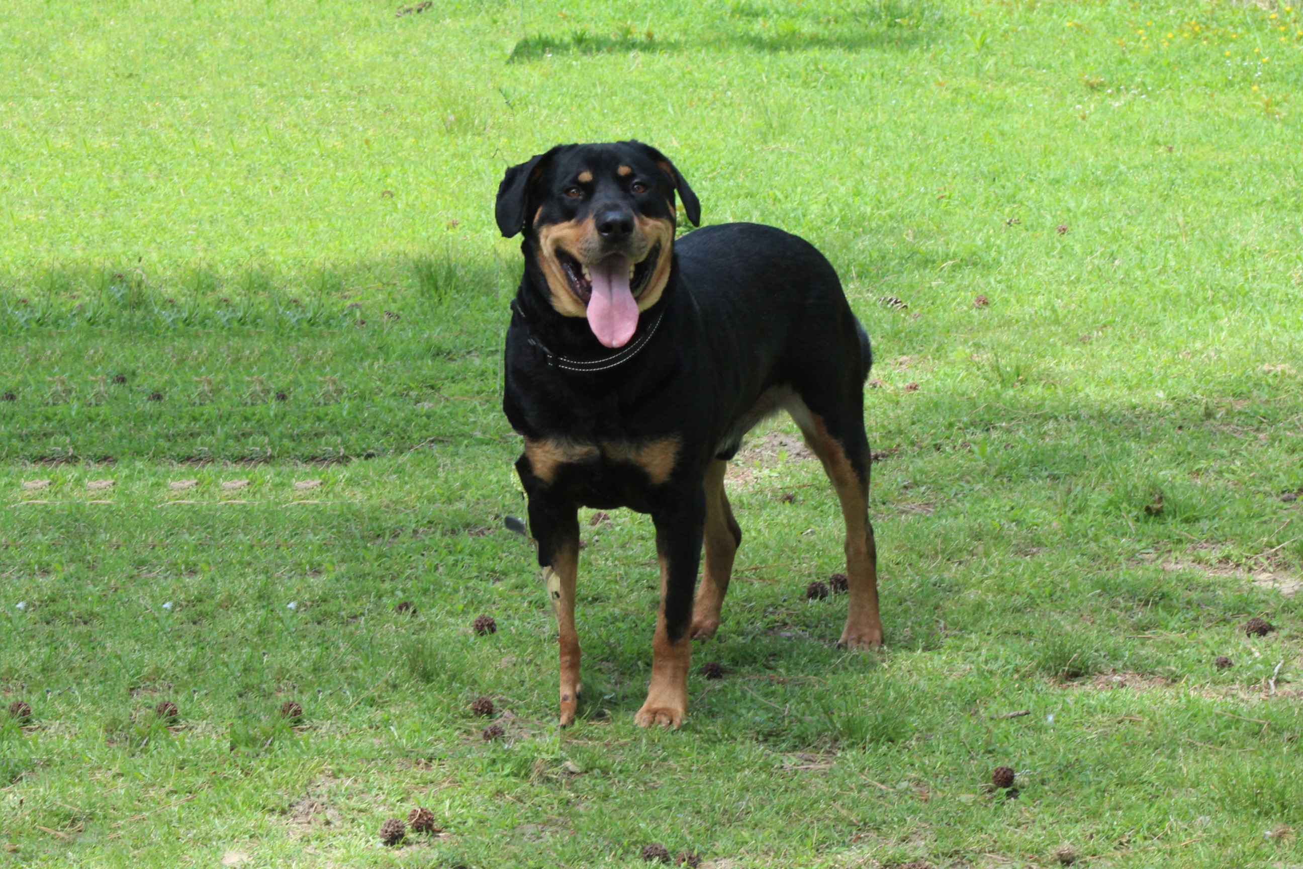 Enlarge Butch, a Adoptable mixed breed in Germantown, MD image 5/6