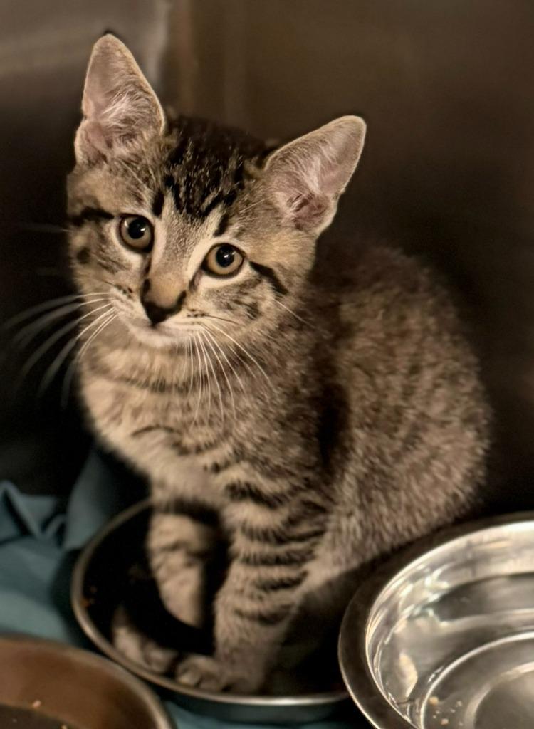 Harrison, a Adopted mixed breed in Sherwood, AR image 1/2